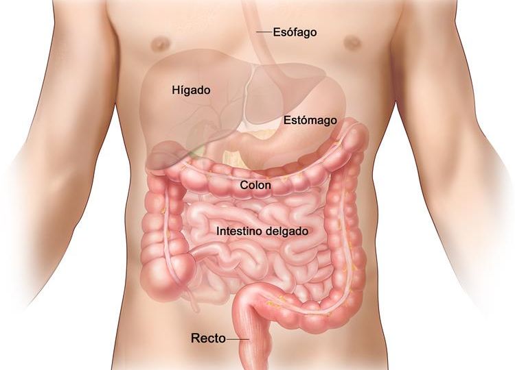 Sistema digestivo cancer